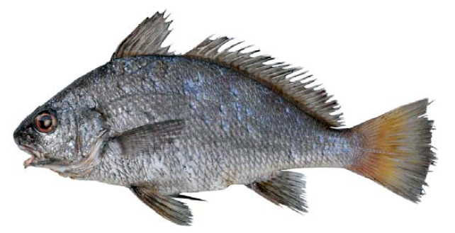 Umbrina canariensis_07.jpg